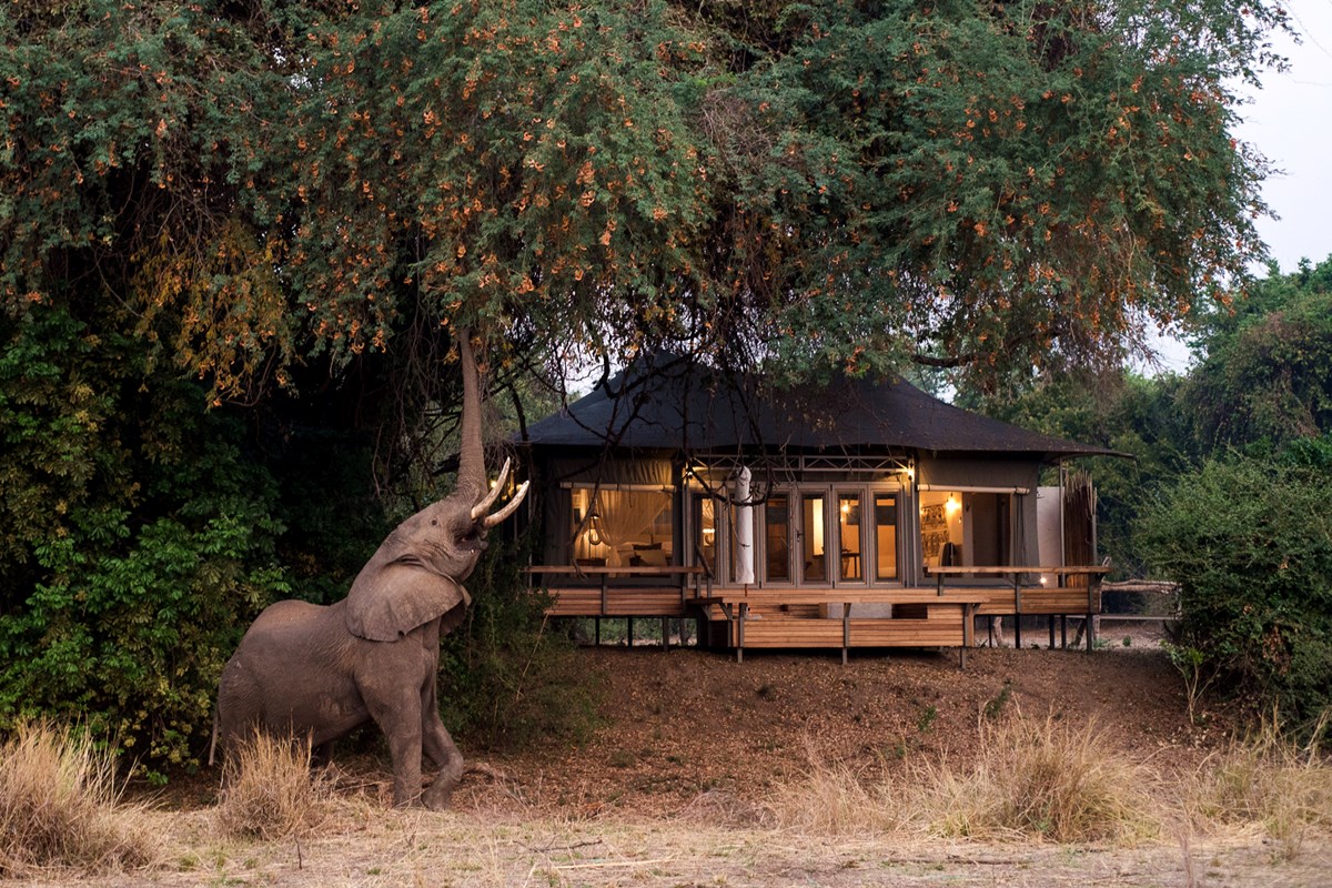 Åbent bejdsemiddel ledsage Best Time For An African Safari | When To Go On Safari | Go2Africa