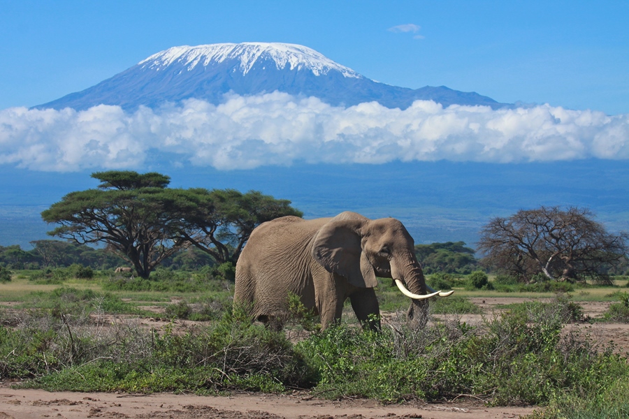 Elephant against the backdrop of Mount Kilimanjaro | Go2Africa