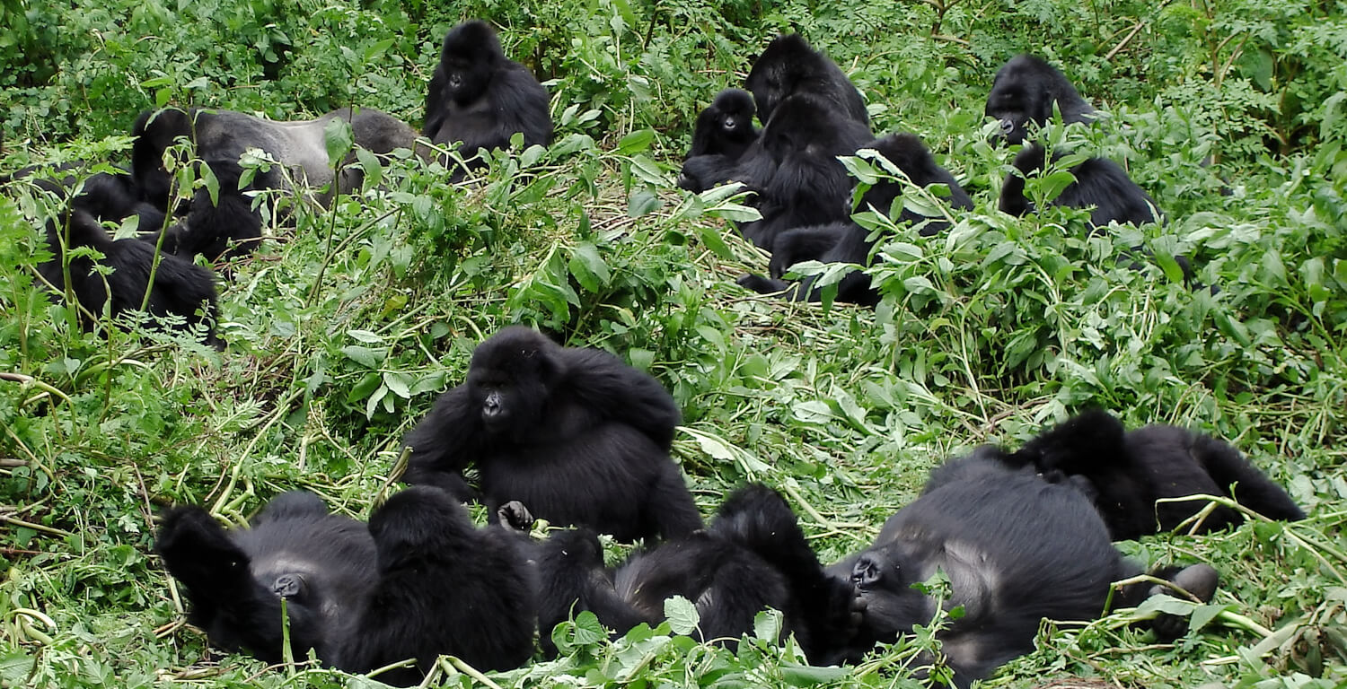 Gorilla Family in forest